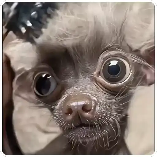 Cachorrinhos Fofos — 2