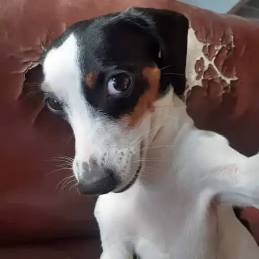 Perritos Tiernos — 3