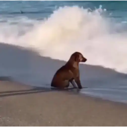 Cachorros Fofos — 4