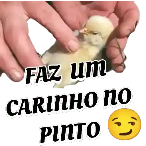 Pinto Engraçado — 3