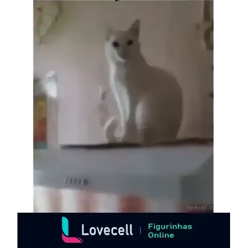 Funny Cats — 3