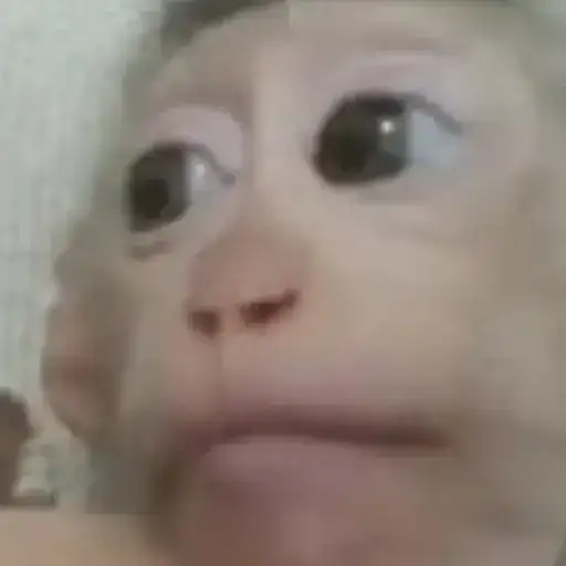 Macacos Fofos — 4