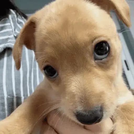 Perritos Tiernos — 2