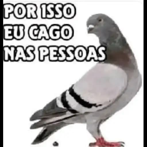 Pinto Engraçado — 2
