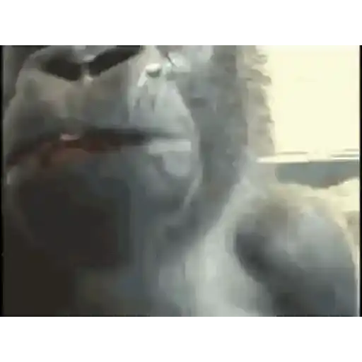 Gorilas Lindos — 4