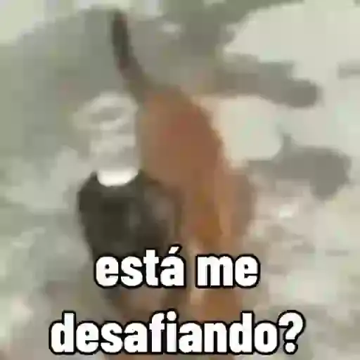 Meme de Gatos y Acciones — 3