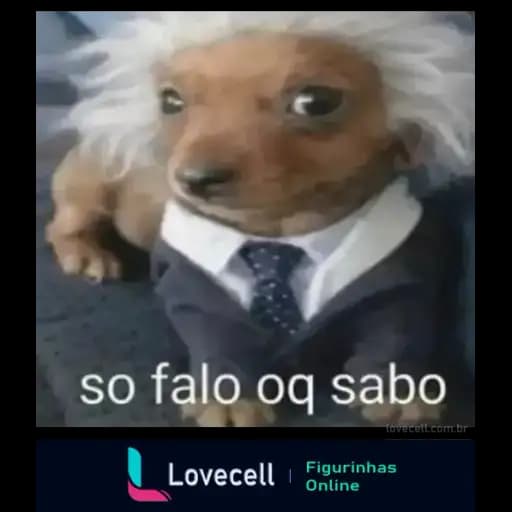 Perros Lindos — 3