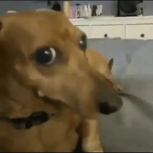 Cachorrinhos Fofos — 2