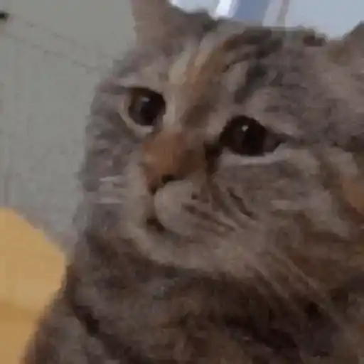 Surprised Cats — 3