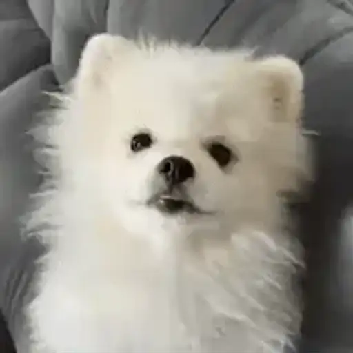 Perritos Tiernos — 3