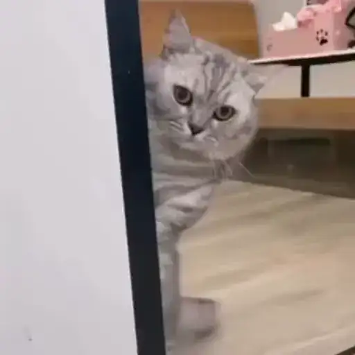 Adventurous Kittens — 2