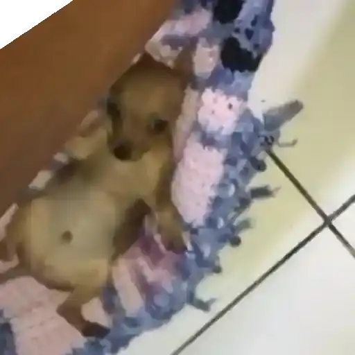 Cachorrinhos Fofos — 2