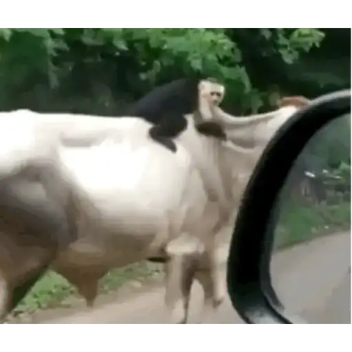 Vacas y Toros — 3