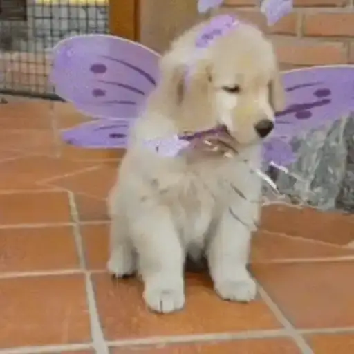 Cute Puppies — 2