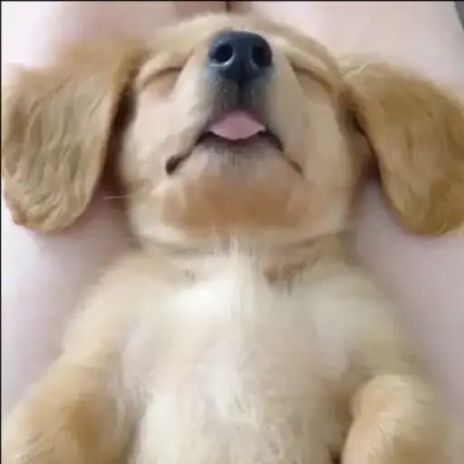 Cute Puppies — 1