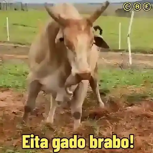 Vacas y Toros Meme — 1