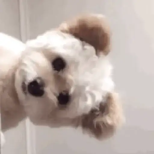Cachorrinhos Fofos — 1
