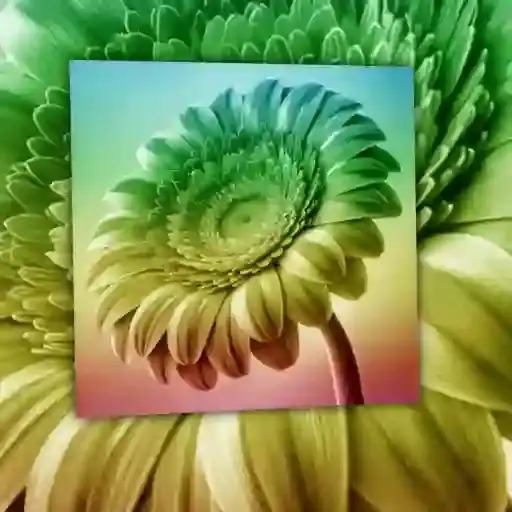 Flores Coloridas — 2