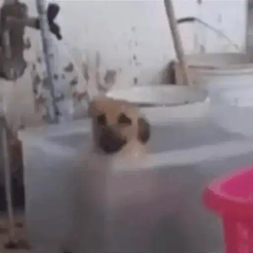 Coleção #125 — 2