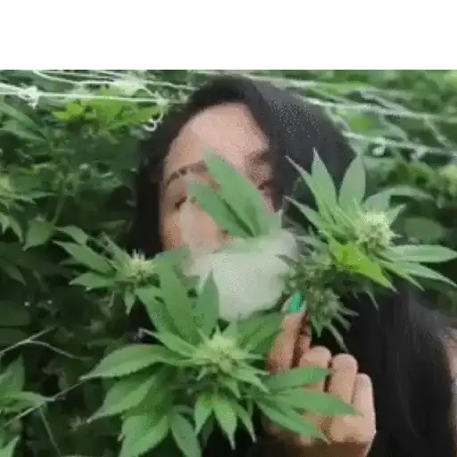 Pessoas Fumando — 4