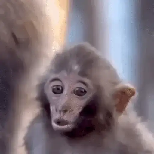 Macacos Fofos — 3