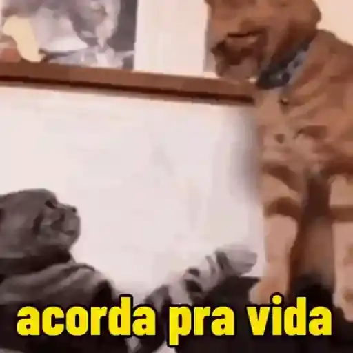 Meme de Gatos e Ações — 1