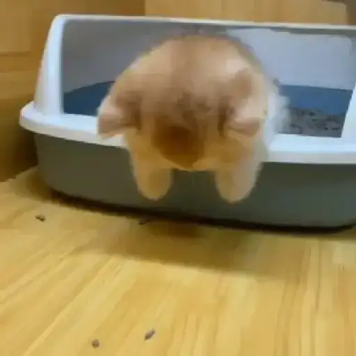 Adventurous Kittens — 1