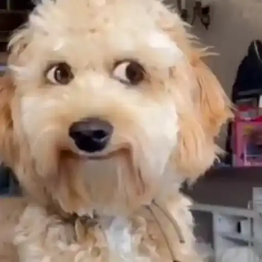 Cachorrinhos Fofos — 4