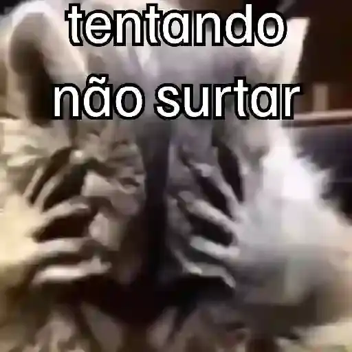 Meme de Gatos e Ações — 2