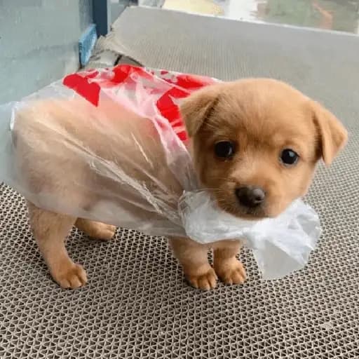 Perritos Tiernos — 4