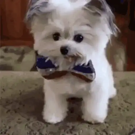 Perritos Tiernos — 1