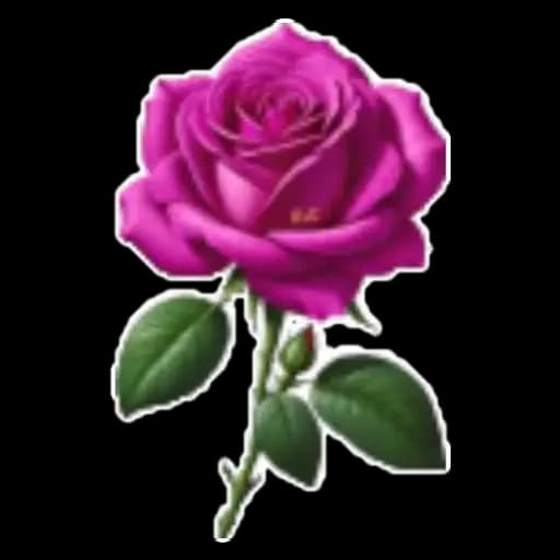 Colorful Roses — 4