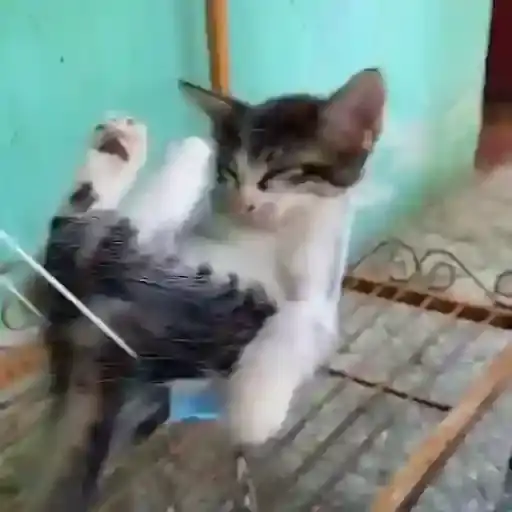 Adventurous Kittens — 3