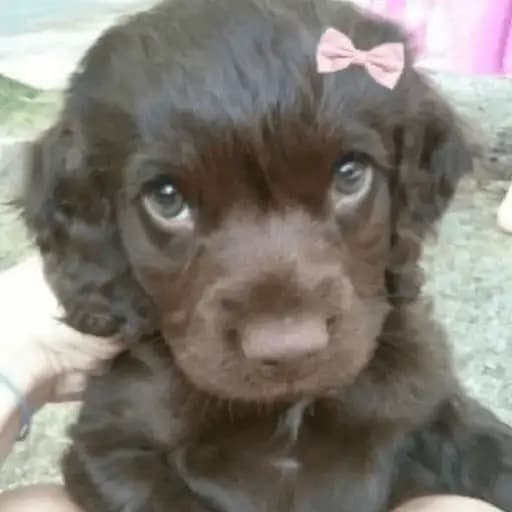 Cute Puppies — 4