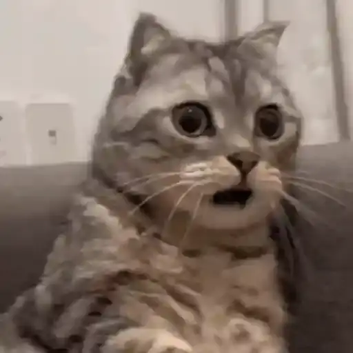 Surprised Cats — 1