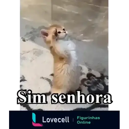 Gatos Divertidos — 3