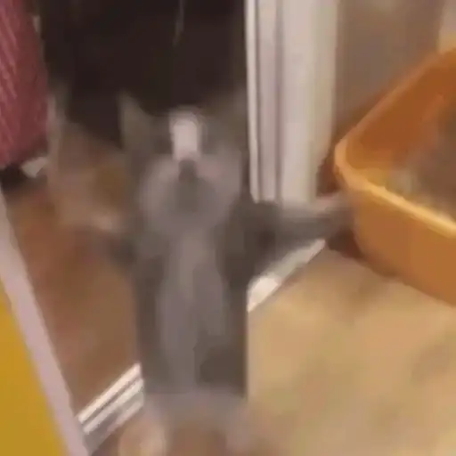 Perritos Tiernos — 1