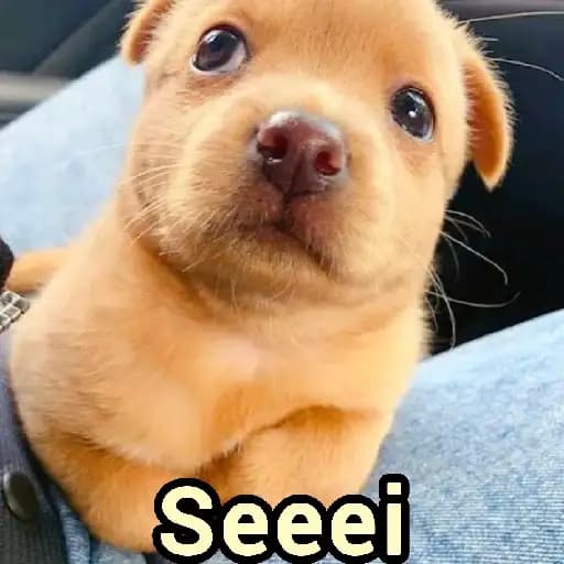 Cute Puppies — 3