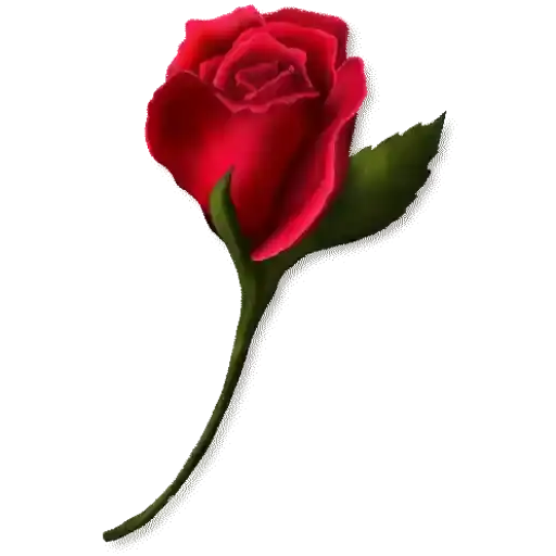 Colorful Roses — 3