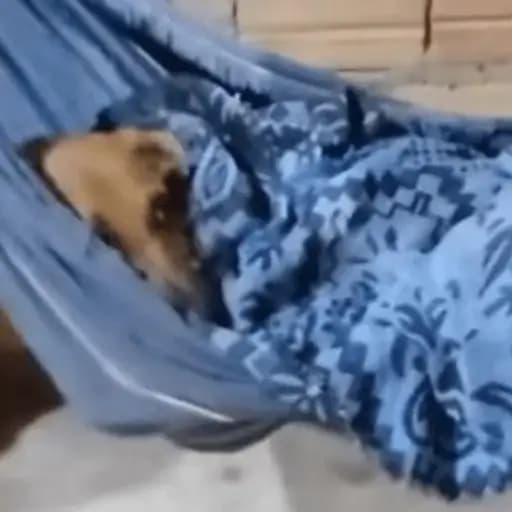 Cachorrinhos Fofos — 3