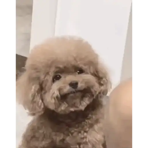 Perritos Tiernos — 4