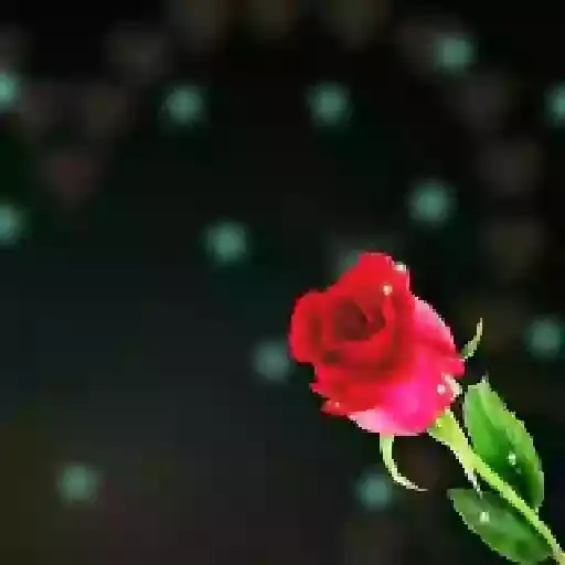 Rosas Românticas — 1