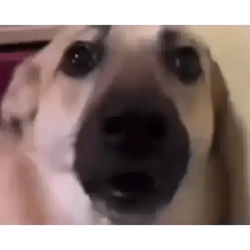 Perritos Tiernos — 2