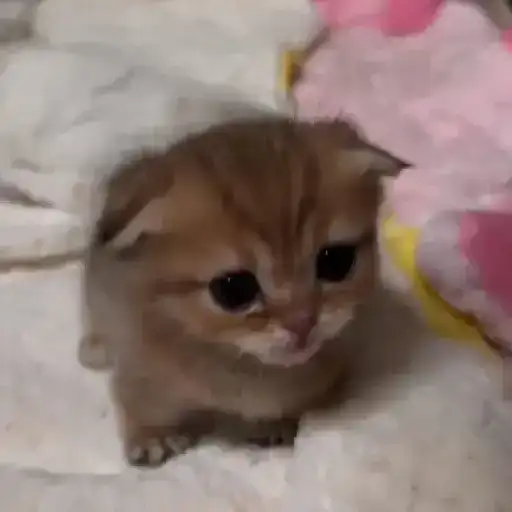 Cute Kittens — 1