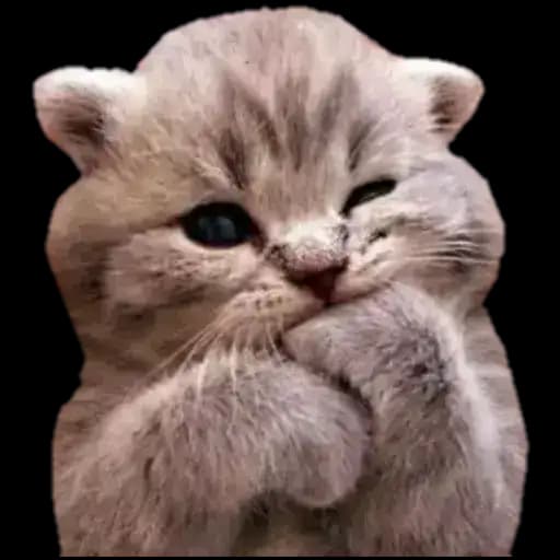 Gatitos Tiernos — 4